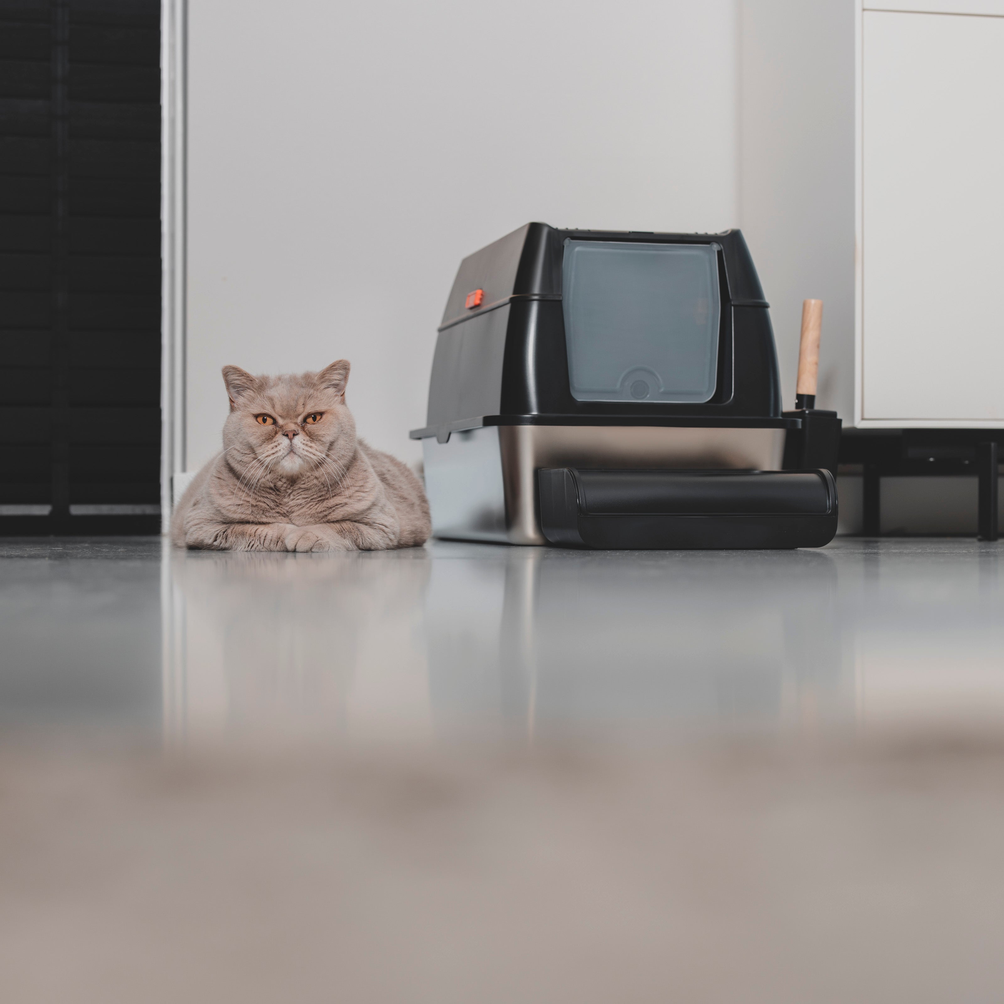 Kattenbak