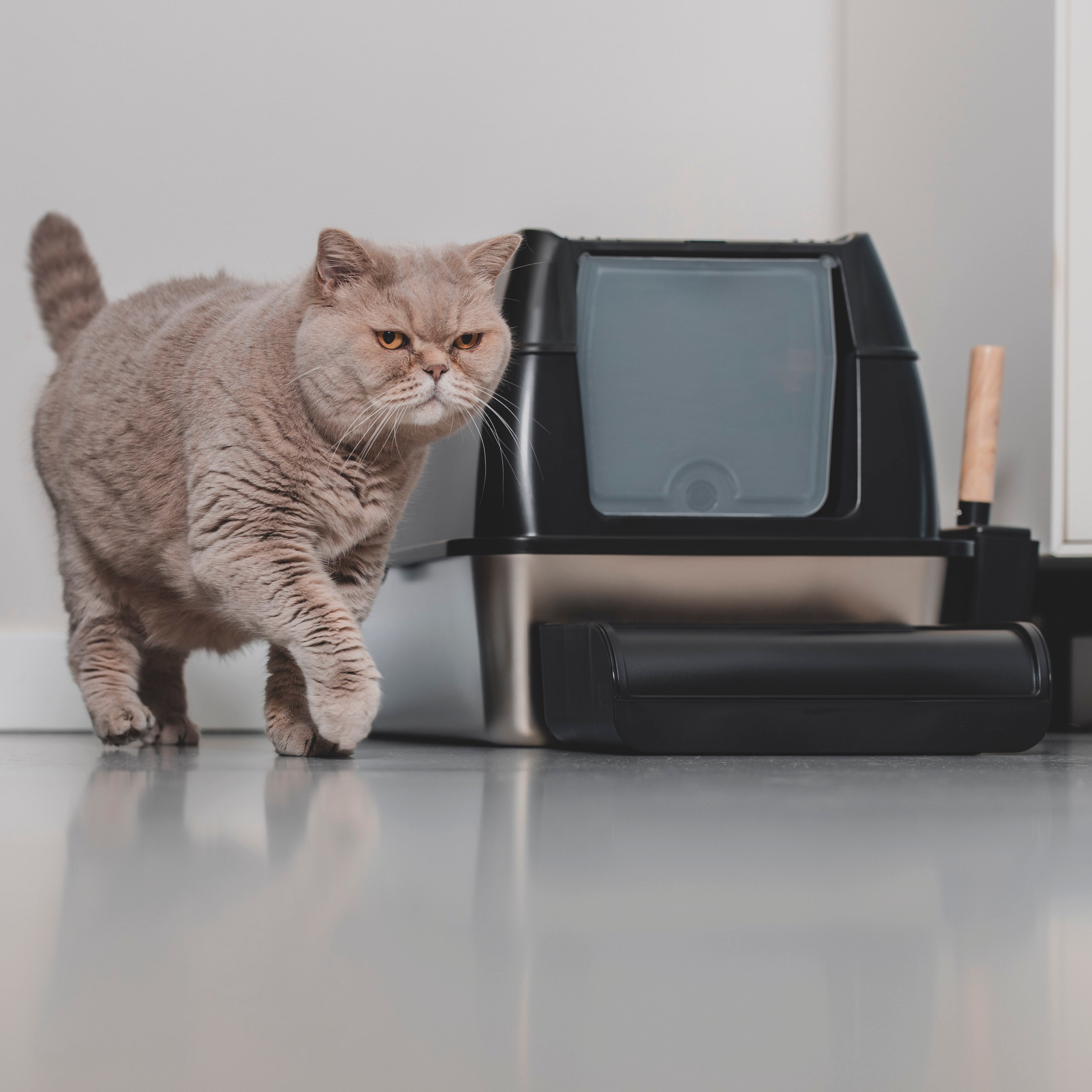 Kattenbak
