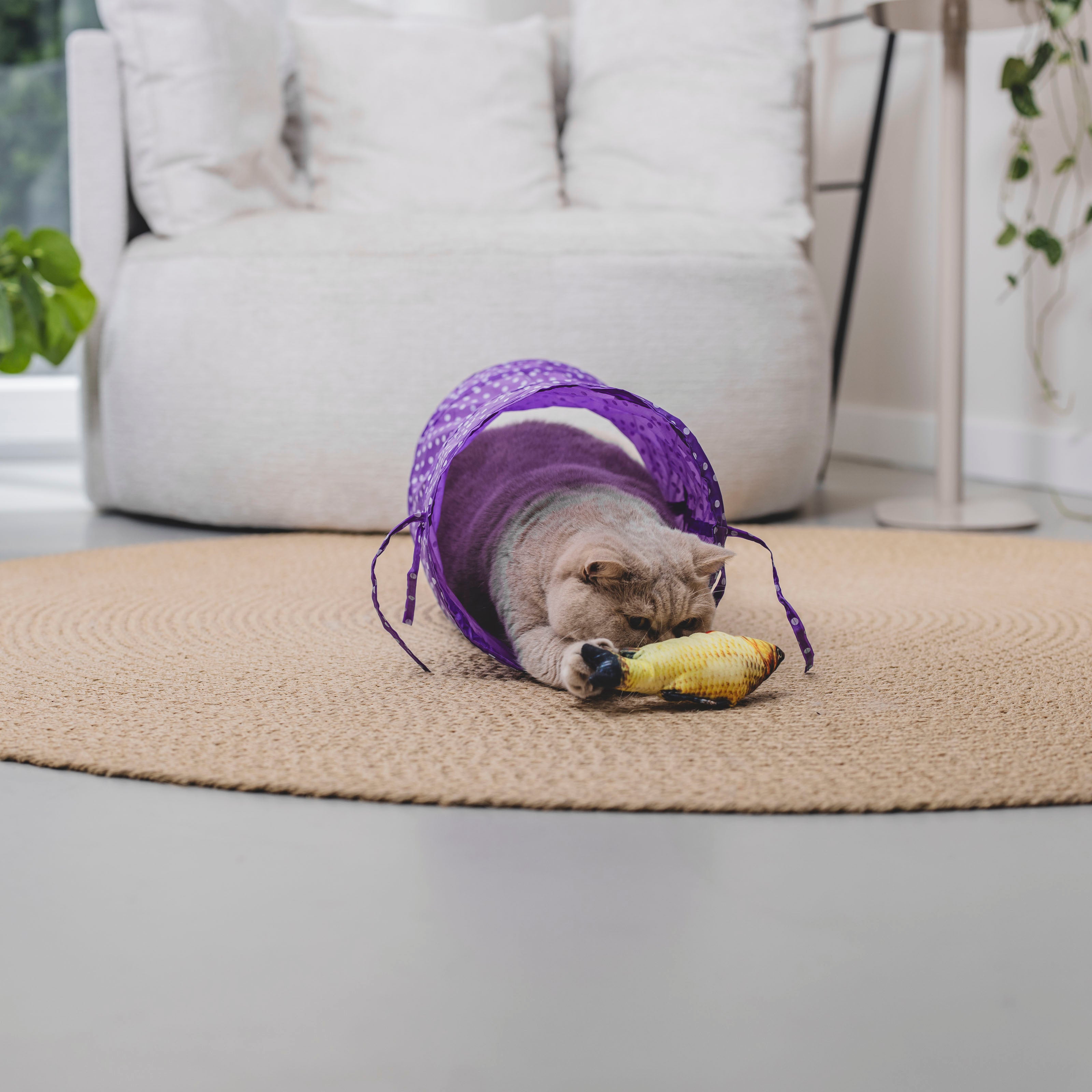 Kattenspeelgoed set