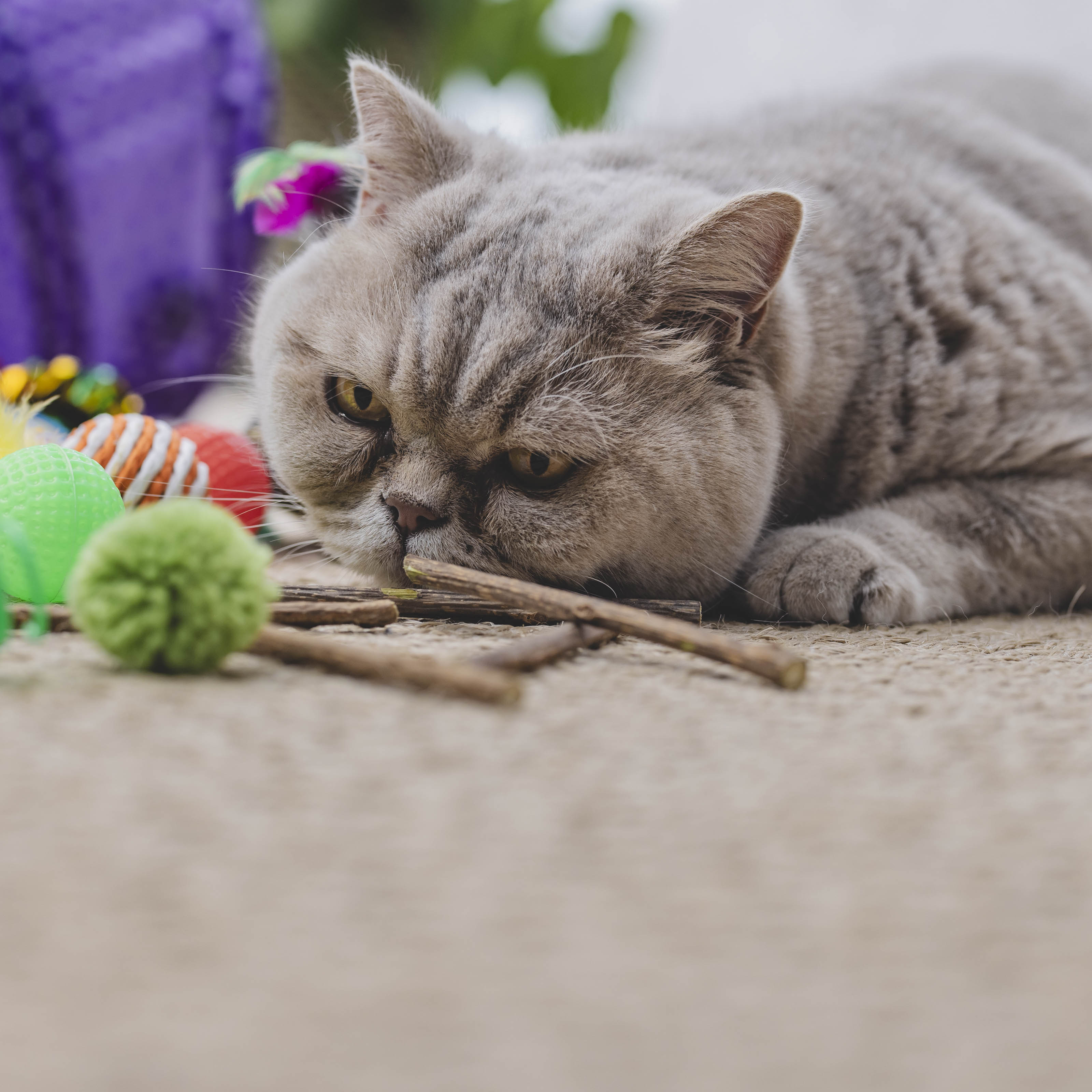 Kattenspeelgoed set