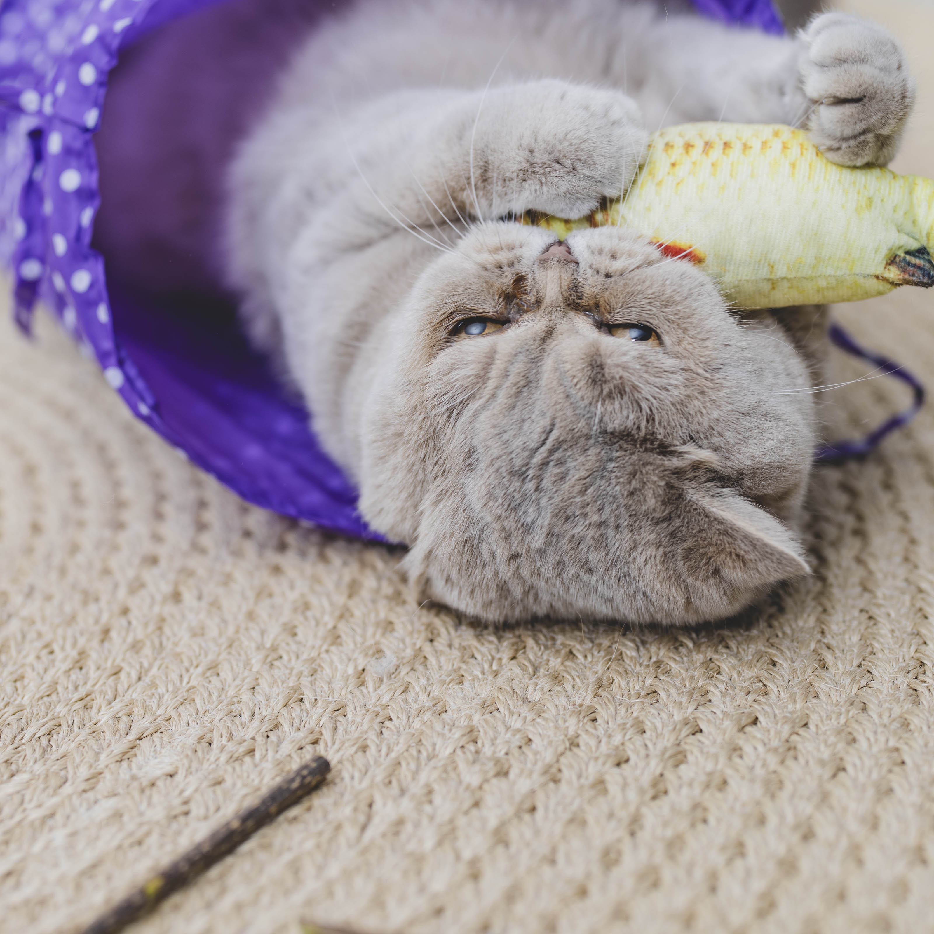 Kattenspeelgoed set