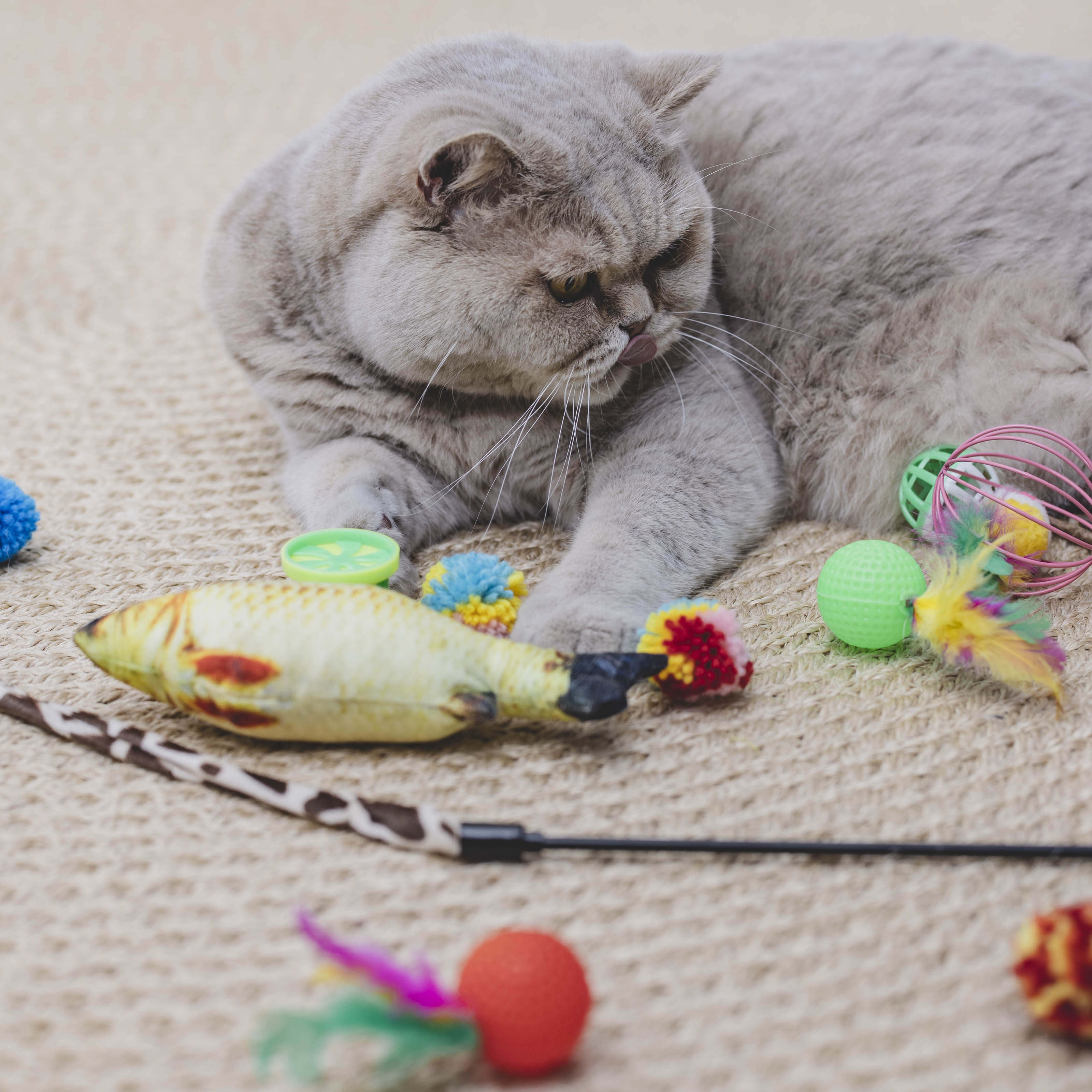 Kattenspeelgoed set