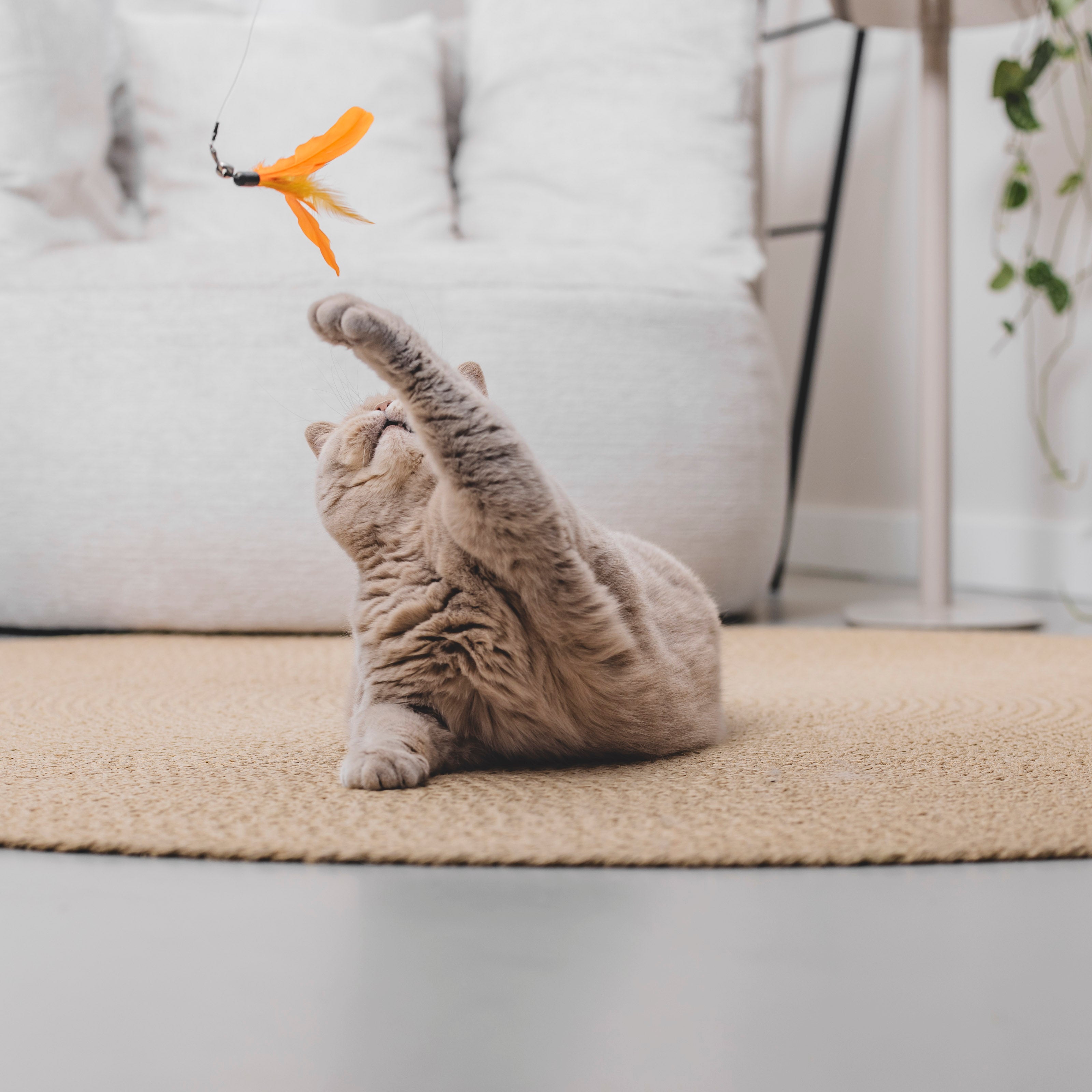 Kattenhengel