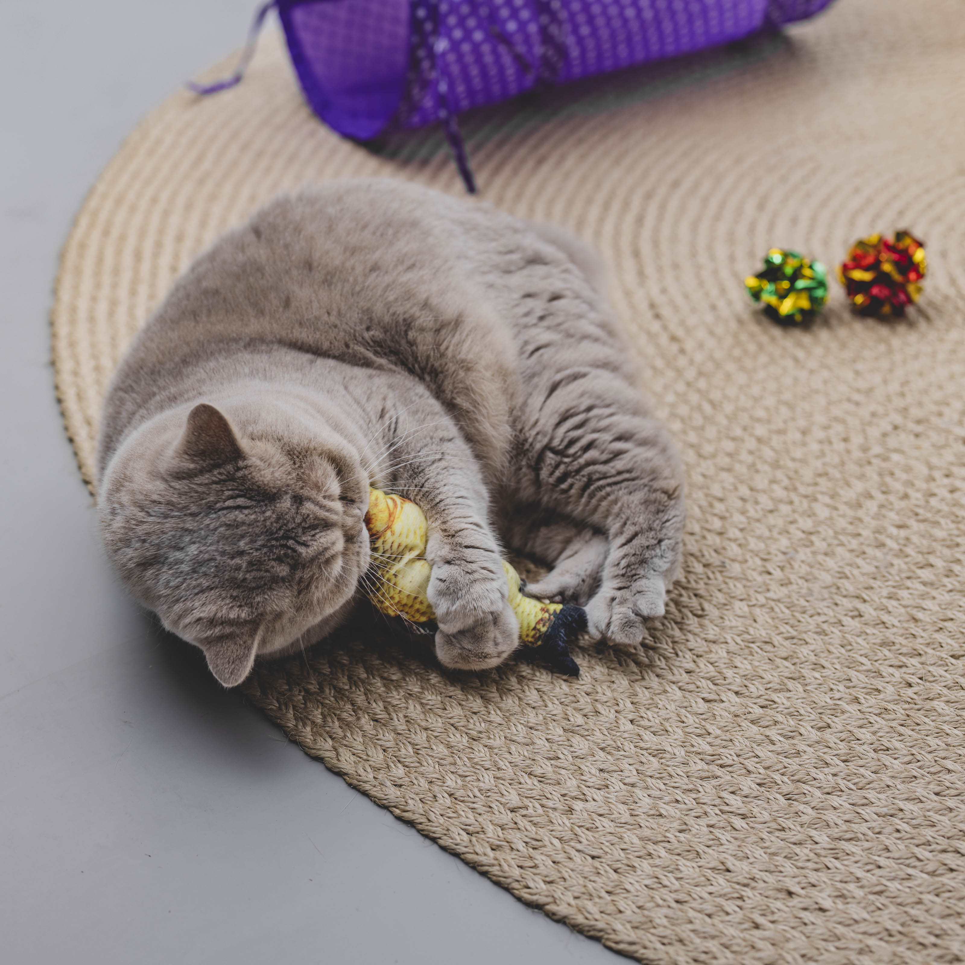 Kattenspeelgoed set