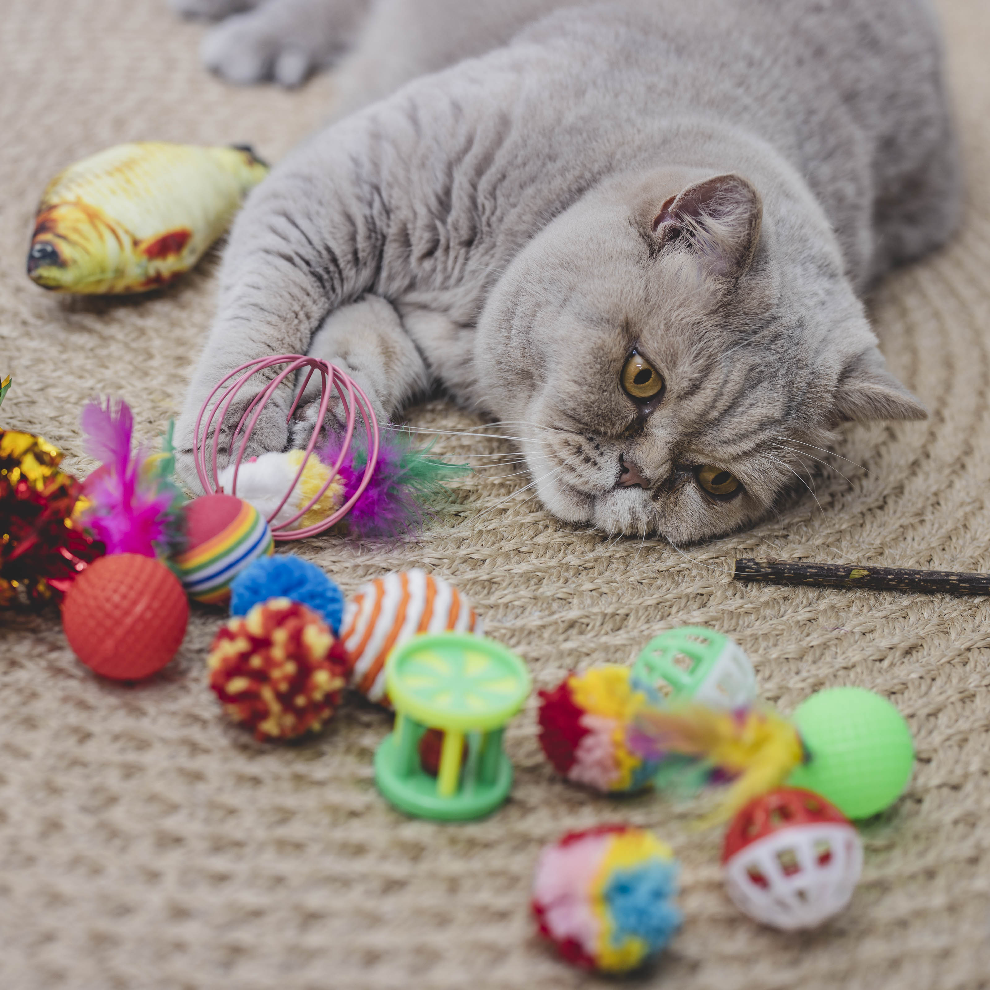 Kattenspeelgoed set