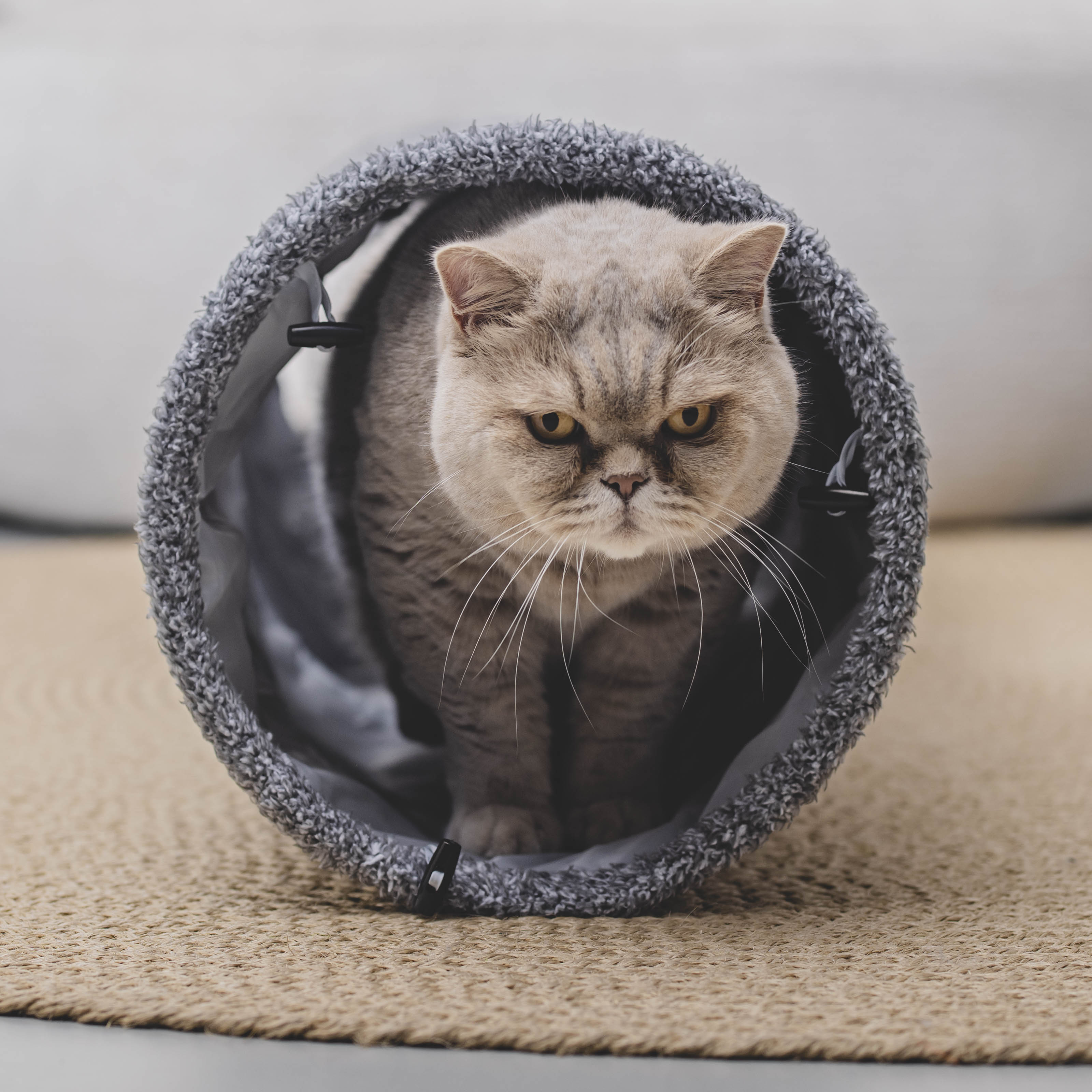 Katten tunnel