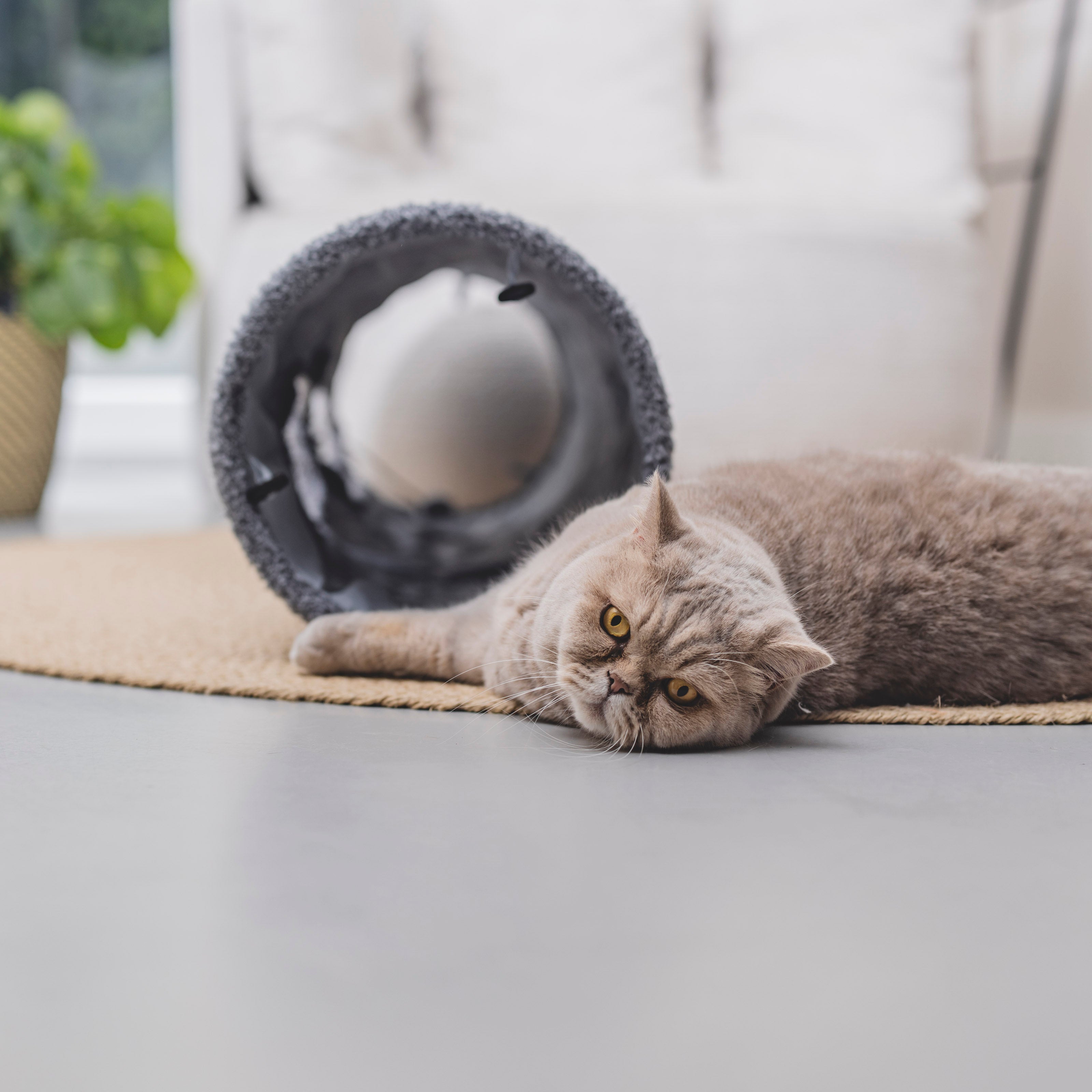 Katten tunnel