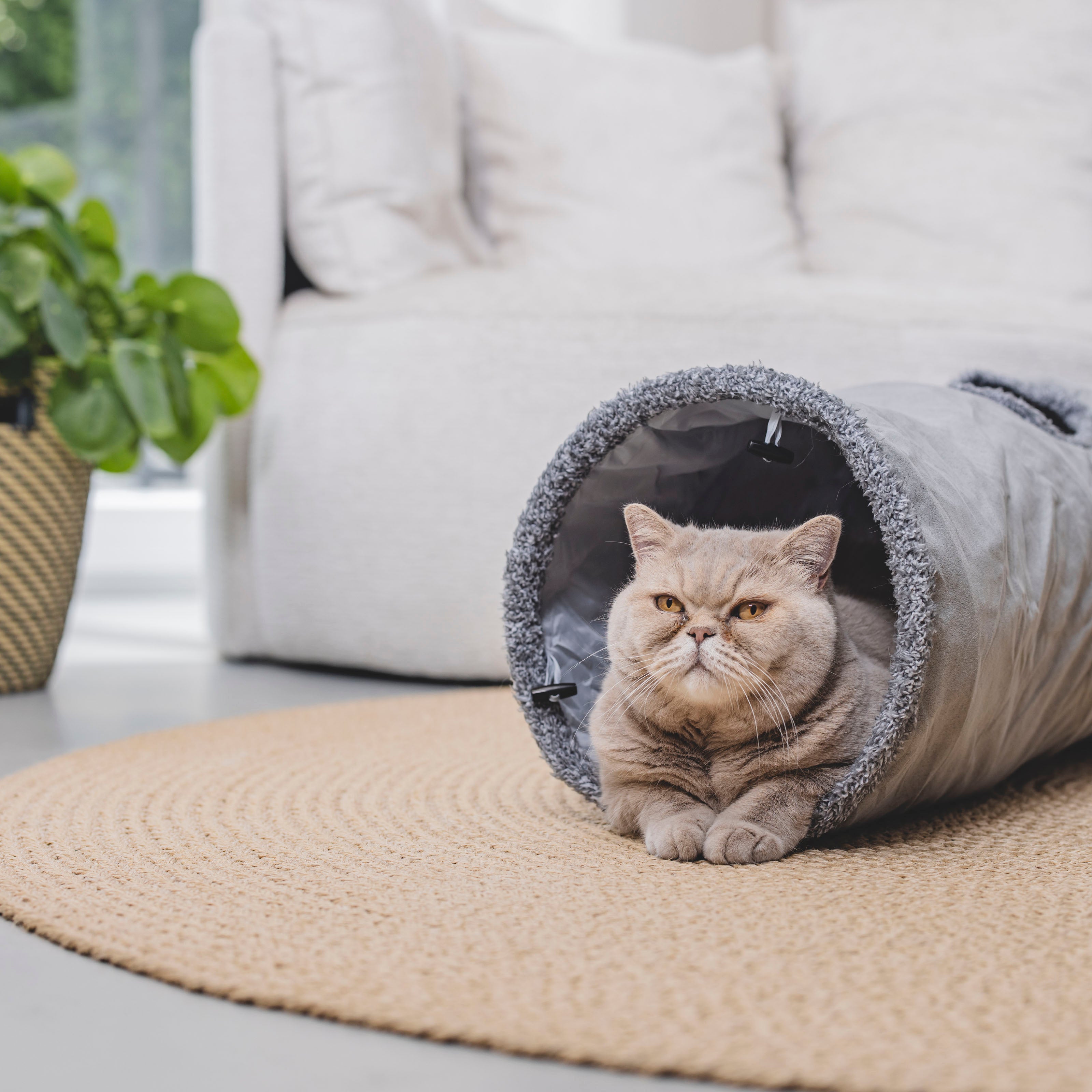 Katten tunnel